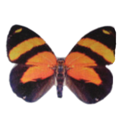 Orange and Black Butterfly-v2.png