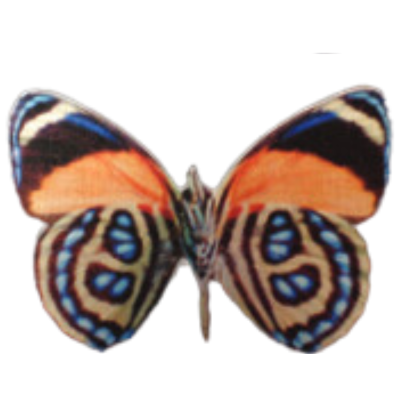 Orange & Blue Butterfly