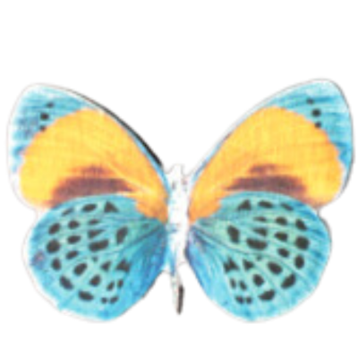 Yellow & Teal Butterfly